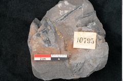 Foto (Detailansicht) von Sphenopteris acutifolia Brongniart (NHMW-GEO-2024-0188-10795)